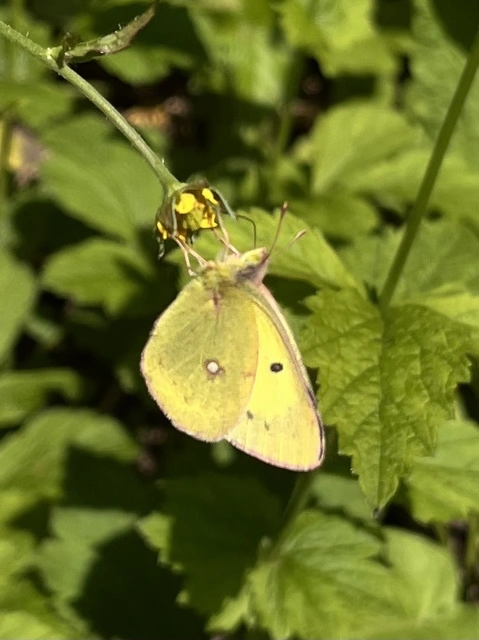 Colias erate - csángó-kéneslepke