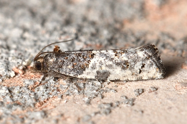 Phaneta pauperana - gyepűrózsa-tükrösmoly