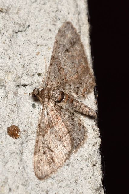 Gymnoscelis rufifasciata - vöröscsíkos törpearaszoló