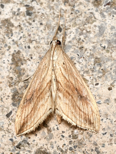 Evergestis forficalis - veteménymoly