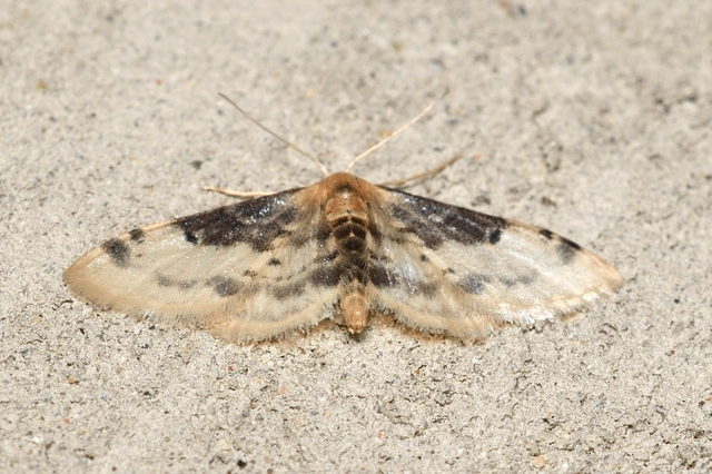 Idaea filicata - sötéttövű apróaraszoló