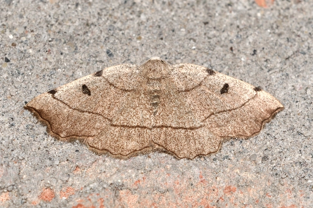 Eilicrinia trinotata - háromjegyű araszoló