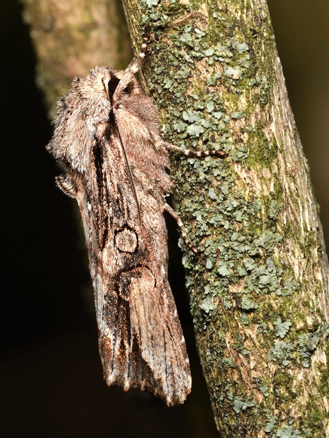 Egira conspicillaris - változékony szürkebagoly