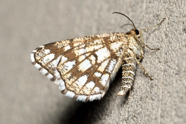 Chiasmia clathrata - rácsos rétiaraszoló