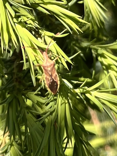 Gonocerus juniperi - boróka-karimáspoloska
