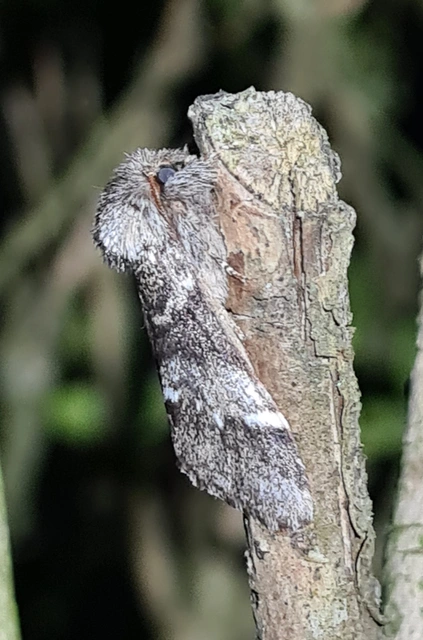 Drymonia dodonea - bélyeges púposszövő