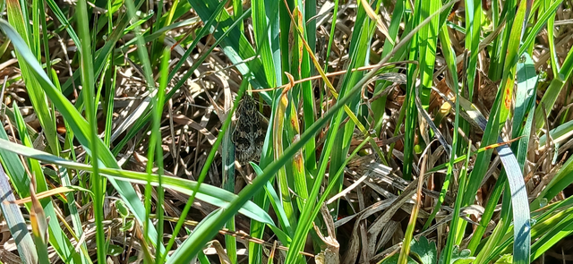 Nomophila noctuella - közönséges vándormoly