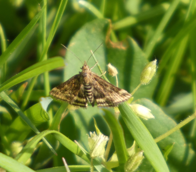 Pyrausta despicata - réti bíbormoly