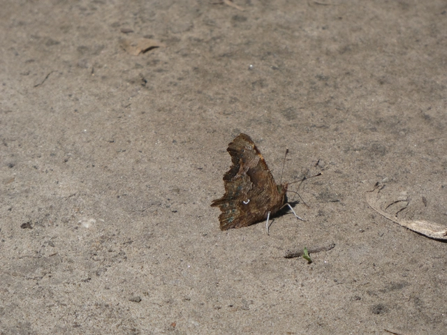 Nymphalis c-album - C-betűs lepke