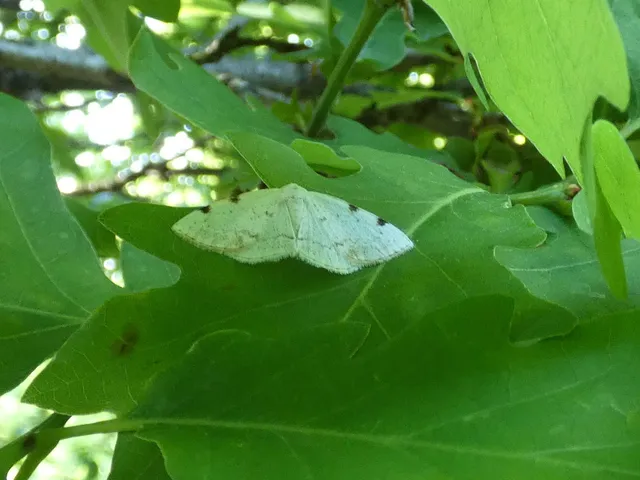 Lomographa bimaculata - kétpontos fehéraraszoló