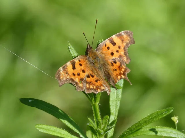 Nymphalis c-album - C-betűs lepke
