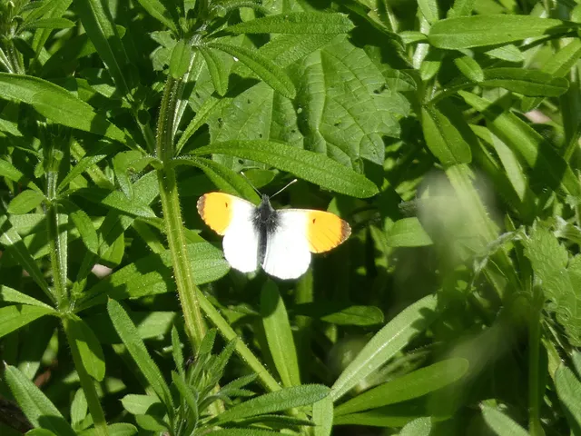 Anthocharis cardamines - hajnalpírlepke