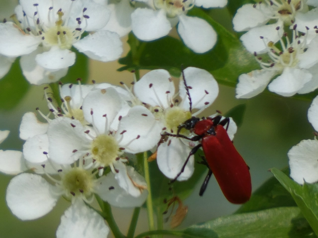 Pyrochroa coccinea - nagy bíborbogár
