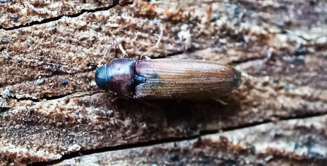 Isorhipis nigriceps - feketefejű tövisnyakúbogár