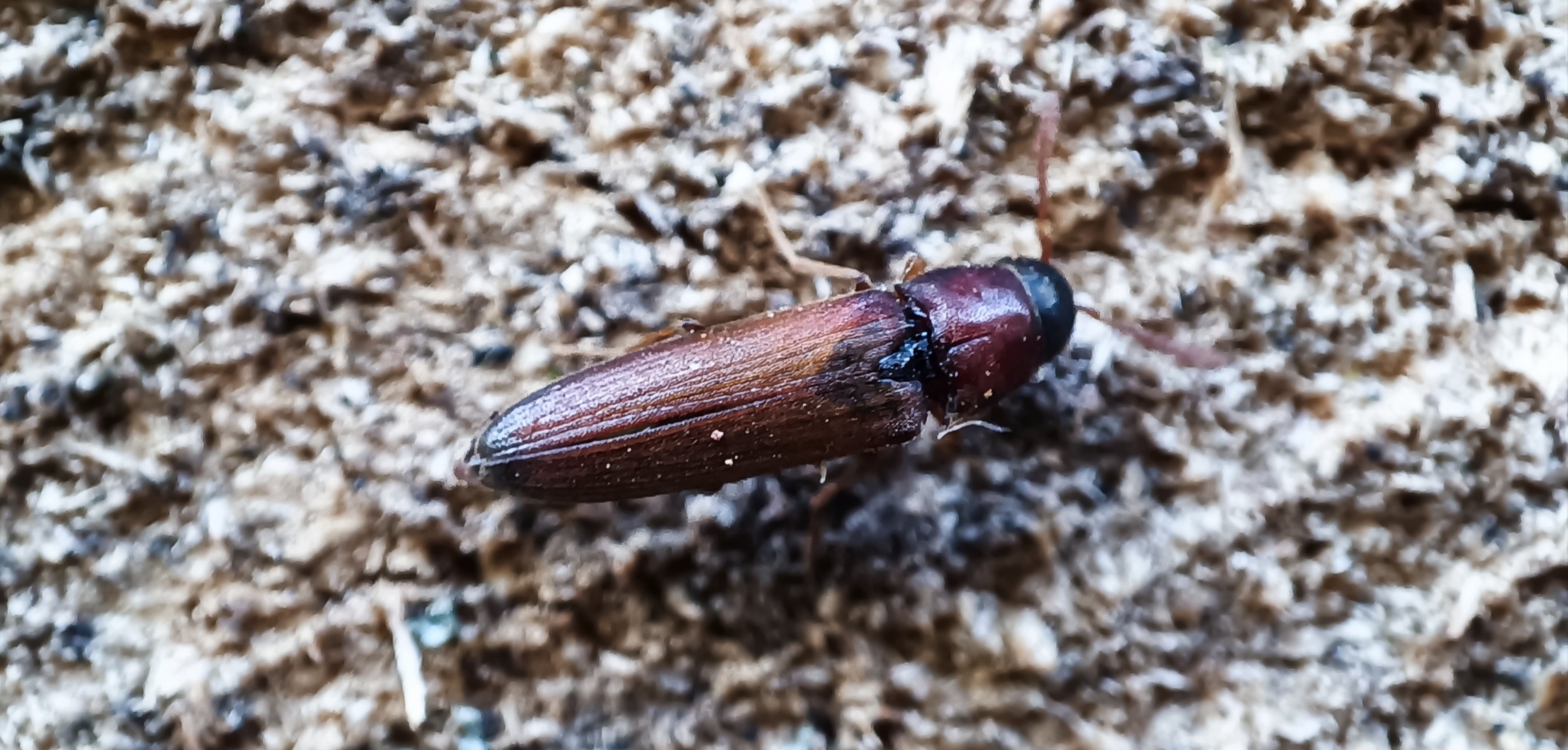 Isorhipis nigriceps - feketefejű tövisnyakúbogár