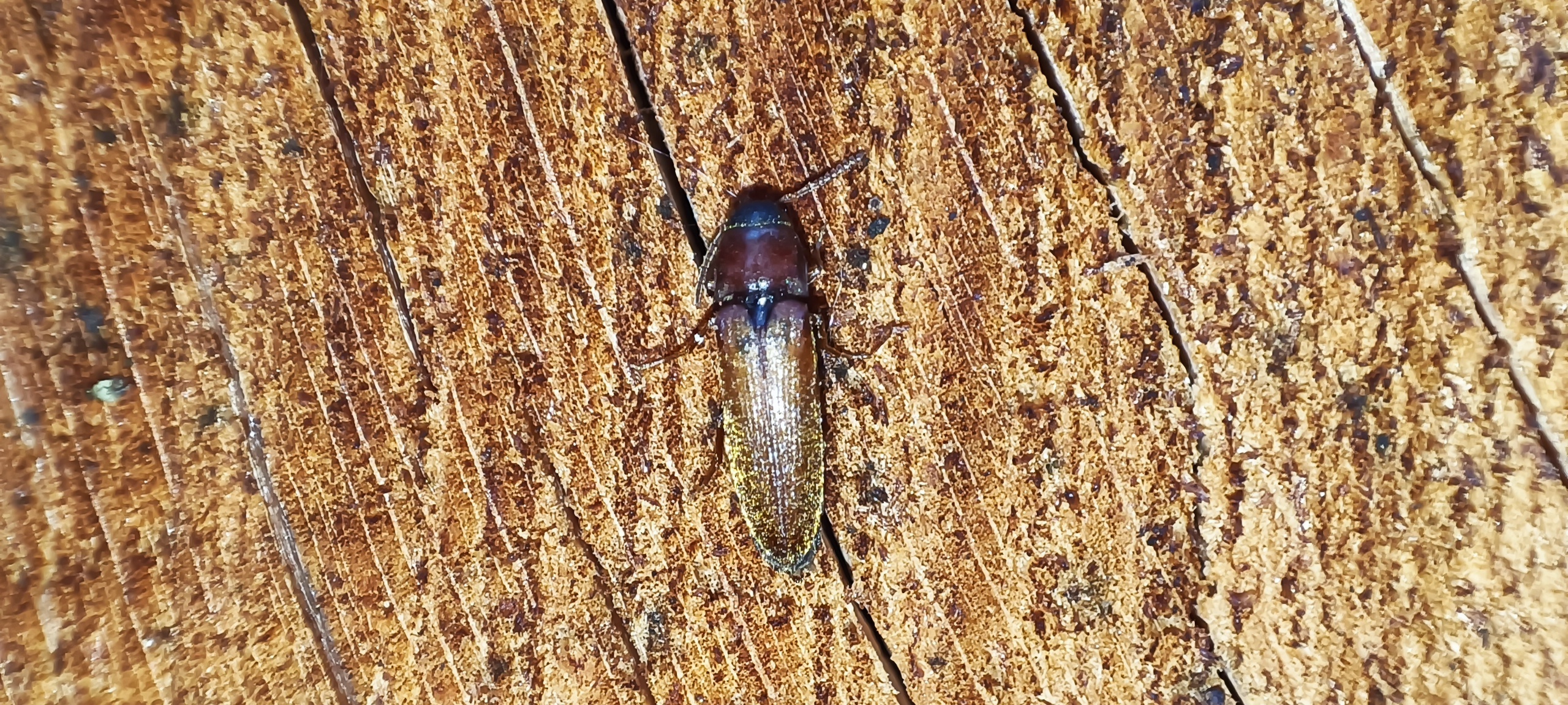 Isorhipis nigriceps - feketefejű tövisnyakúbogár