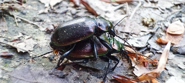 Calosoma inquisitor - kis bábrabló