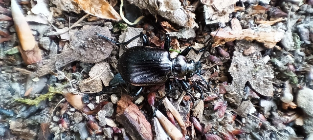 Calosoma inquisitor - kis bábrabló