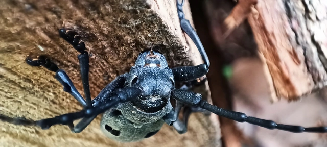 Morimus asper funereus - gyászcincér