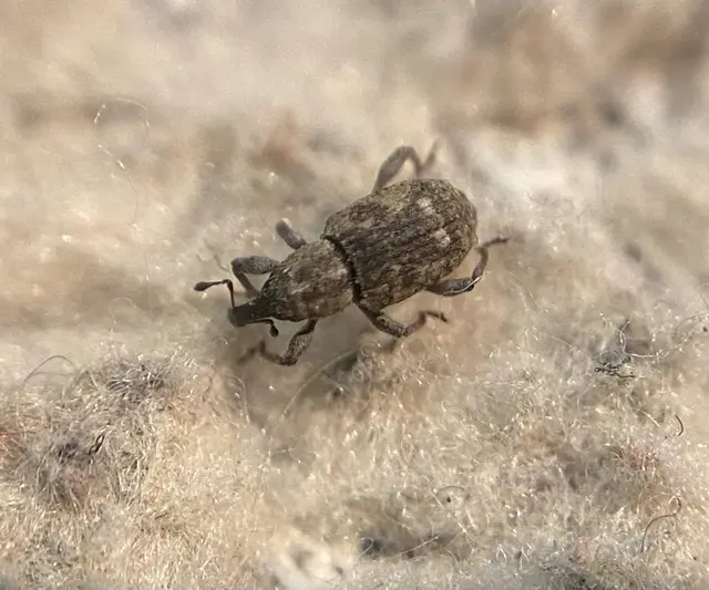 Bagous lutulentus - zsurló-víziormányos Bagous lutulentus - zsurló-víziormányos