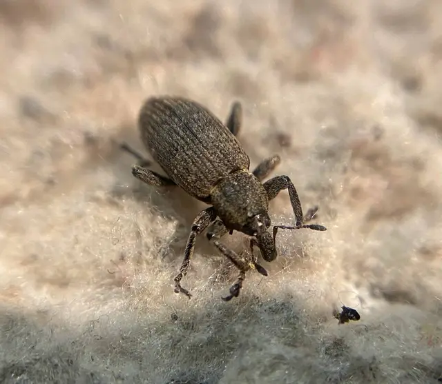 Hypera diversipunctata - nyúlánk pikkelyesormámyos