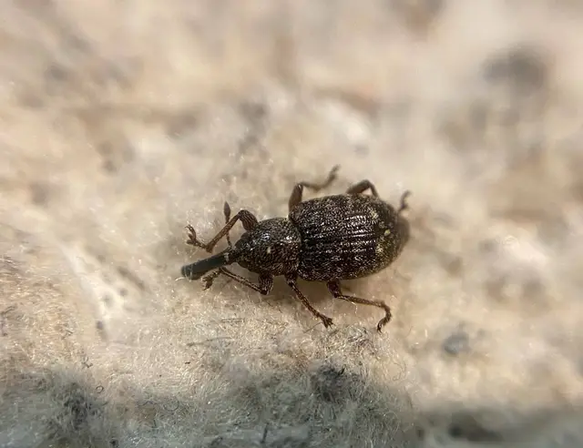 Notaris acridulus - közönséges sásormányos