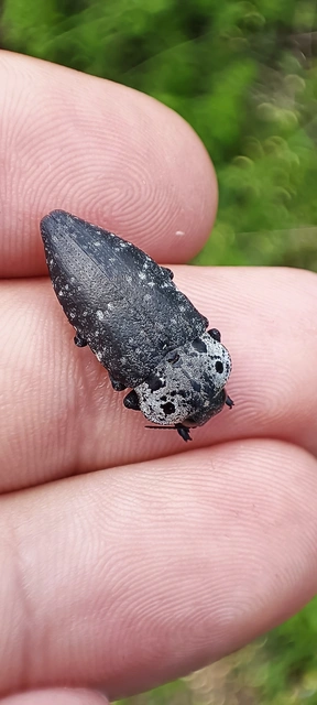 Capnodis tenebrionis - kökény-tükrösdíszbogár