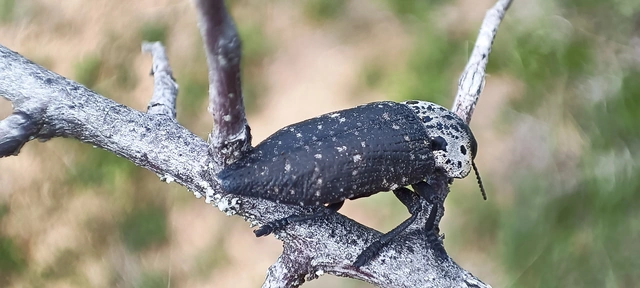 Capnodis tenebrionis - kökény-tükrösdíszbogár
