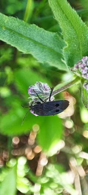 Graptopeltus validus