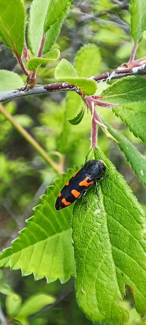 Ptosima undecimmaculata - sárgafoltos díszbogár