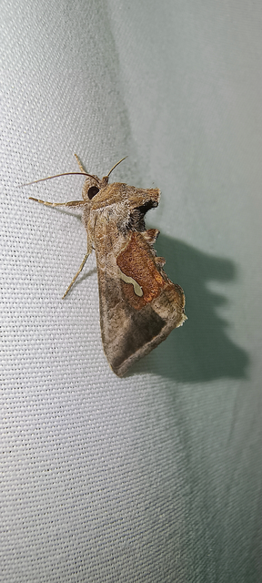 Macdunnoughia confusa - cseppfoltos ezüstbagoly
