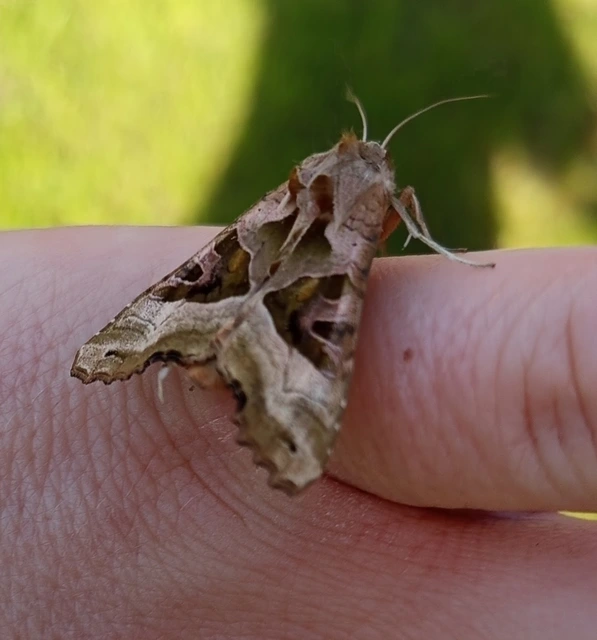 Phlogophora meticulosa - vándorló csipkésbagoly