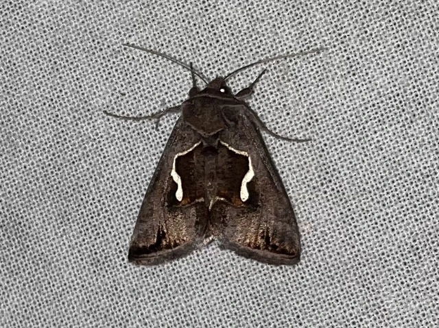 Macdunnoughia confusa - cseppfoltos ezüstbagoly