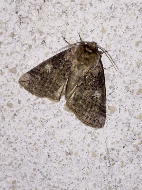 Tethea or - bélyeges pihésszövő
