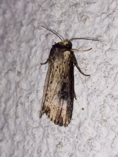 Axylia putris - vonalkás földibagoly