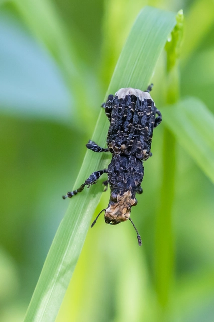 Platyrhinus resinosus - nagy orrosbogár