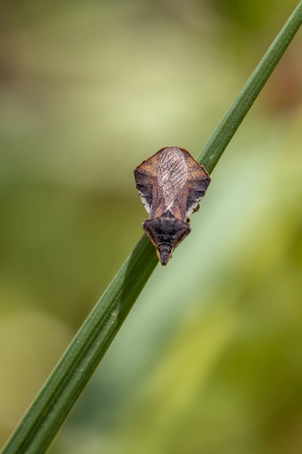 Phymata crassipes - fogólábú poloska