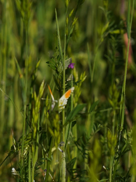 Anthocharis cardamines - hajnalpírlepke