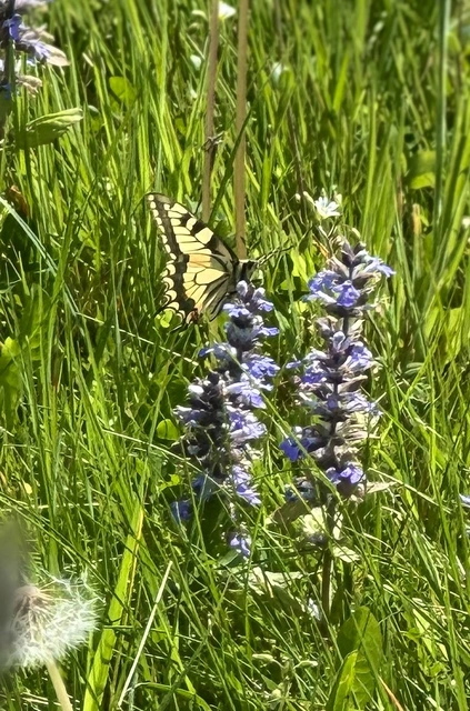 Papilio machaon - fecskefarkú lepke