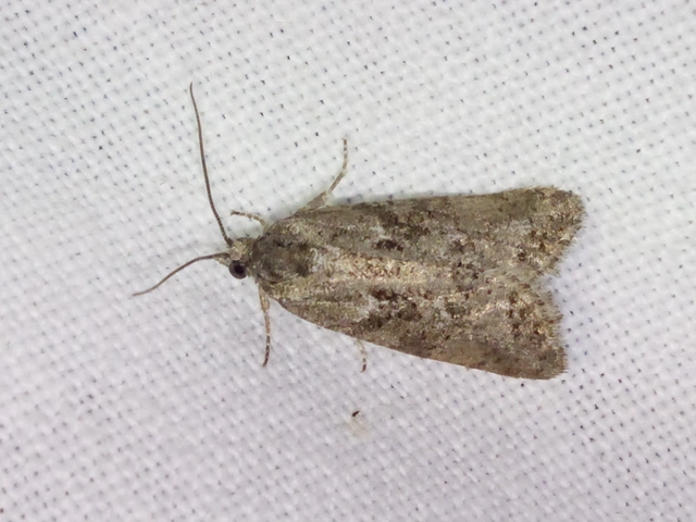 Cnephasia