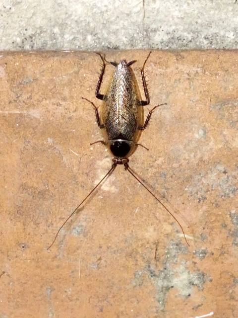 Blattodea - Csótányok
