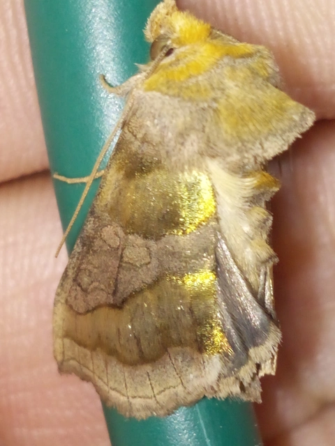 Diachrysia chrysitis - aranybagoly