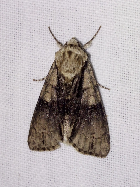 Acronicta alni - éger-szigonyosbagoly