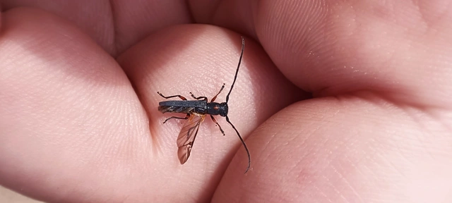 Phytoecia virgula - pirospontos fűcincér