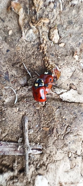 Cryptocephalus cordiger - szíves zömökbogár