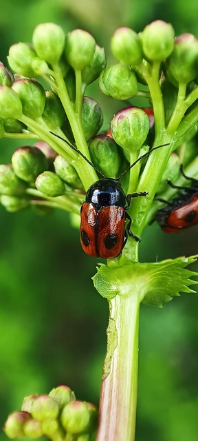Cryptocephalus bipunctatus - kétpettyes zömökbogár