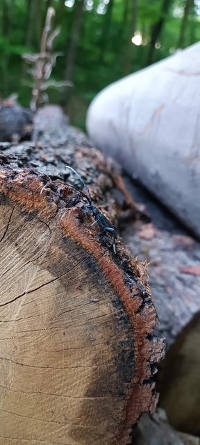 Cerambyx scopolii - kis hőscincér