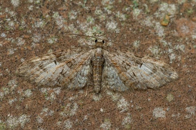 Eupithecia abbreviata - korai törpearaszoló