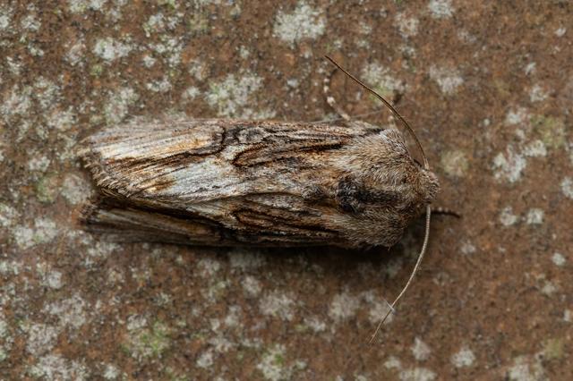 Egira conspicillaris - változékony szürkebagoly
