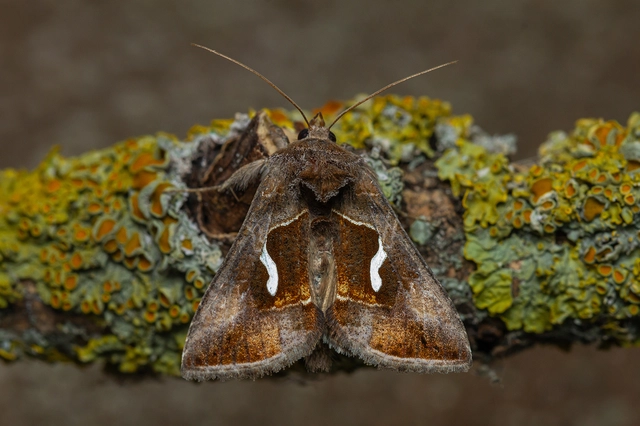 Macdunnoughia confusa - cseppfoltos ezüstbagoly